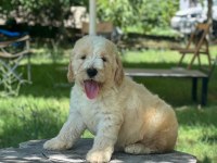 Labradoodle Dişi / Erkek 2 Aylık