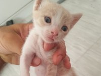Anne mavi rus kedisi baba british longhair yavruları