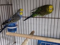 Tek Dişi Rainbow Yerli Muhabbet Kuşu Dişiler