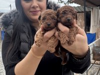 Ufacık toy poodle yavrularım