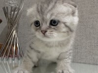 Scottish fold a kalite yavrular