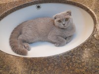 Scottish fold dişi yavru