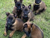 Param güvende ile tüm türkiyeye kapıda ödemeli malinois