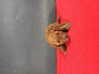 MİNİ BOY RED TOY POODLE YAVRUMUZ