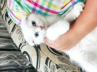 2 aylık kar beyaz mavi göz scottish fold dişi