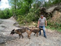 Rezerve açık malinois yavrular