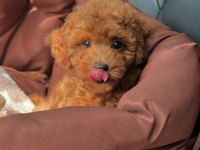 Toy poodle 0 numara kore kan