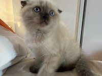 Mükemmel Kaliteli Maviş Gözlü British Shorthair