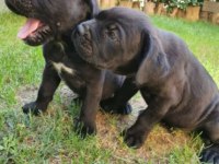 Irk ve Sağlık Garantili Cane Corso Yavrular