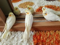 Sultan Papağanı Yavruları