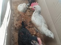 Tavuk kendimiz büyütme cicivken aldık