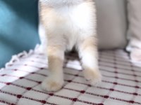 Scottish Straight Golden Ny12 Erkek Yavru
