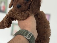 Ankaranın  en güzel redbrown toy poodle ları