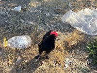 1 Adet ispenç 1 adet cüce tavuk