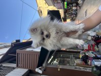 Dünyalar Güzeli Dişi Pomeranian Boo 1 Yaşında