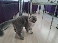 Scottish Fold Longhair