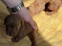 RED BROWN KORE TOY POODLE BEBEK KÖPEKLERİ