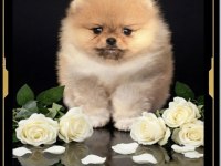 Mini Pomeranian boo yavrularımız