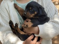 Erkek Rottweiler Yavrular