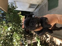 22 haziran doğumlu french bulldog
