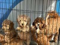 Poodle yavrularımız