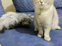Scottish fold