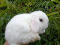Sevimli mini lop tavşan yavrular