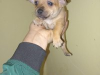 Pinscher yavrumuz