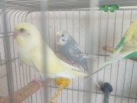 2 Aylık Kuşlar Ve Yeni Yeme Düşmüş Yavrular