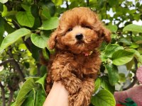 TOYPOODLE YAVRULARIMIZ 