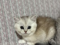 En tatlı bebek kediler burada