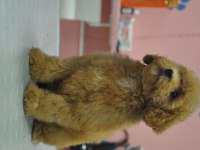 MALTİPOO BEBEKLER