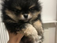 Sevimli pomeranian minikler