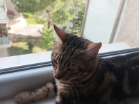 7 aylık tekir ve kızgınlıkta