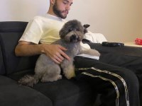 Dişi silver toy poodle