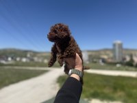 Wc eğitimli aşılı karneli toy poodle yavrular