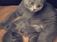 British shorthair yavru