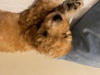 Maltipoo 2 aylık bir bebek