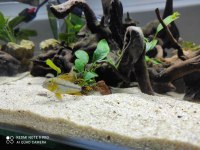 Apistogramma Cacatuoides