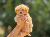 AŞILI VE ÇİŞ PEDİ EĞİTİMLİ MALTİPOO BEBEKLER 
