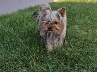Safkan Yorkshire Terrier Yavruları