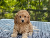 Poodle en microsu en özeli benim olsun isteyenlere