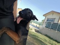 Fcı Kif şecereli belçika kurdu yavrularım