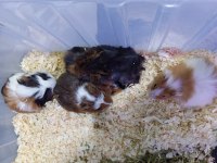 Yavru guinea pig