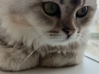 ücretsiz sahiplendirebilecek chinchilla