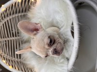 Renkli Gözlü Exotic French Bulldog Yavrularım