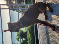 8 aylık kızıl doberman
