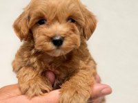 Tiny Boy Sevimli Maltipoo Yavrular