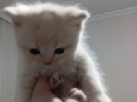 3 Nisan doğumlu erkek british shorthair