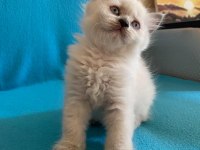 minik british shorthair yavrulara yeni yuva